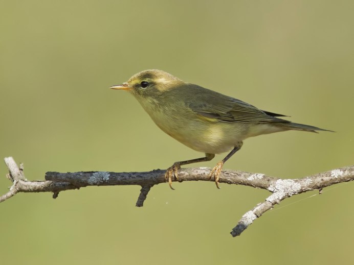 Птица с желтым пузом