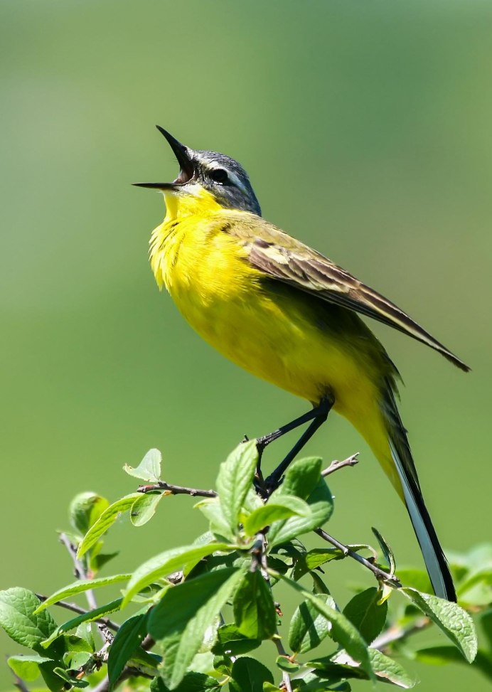 Зяблик зеленушка