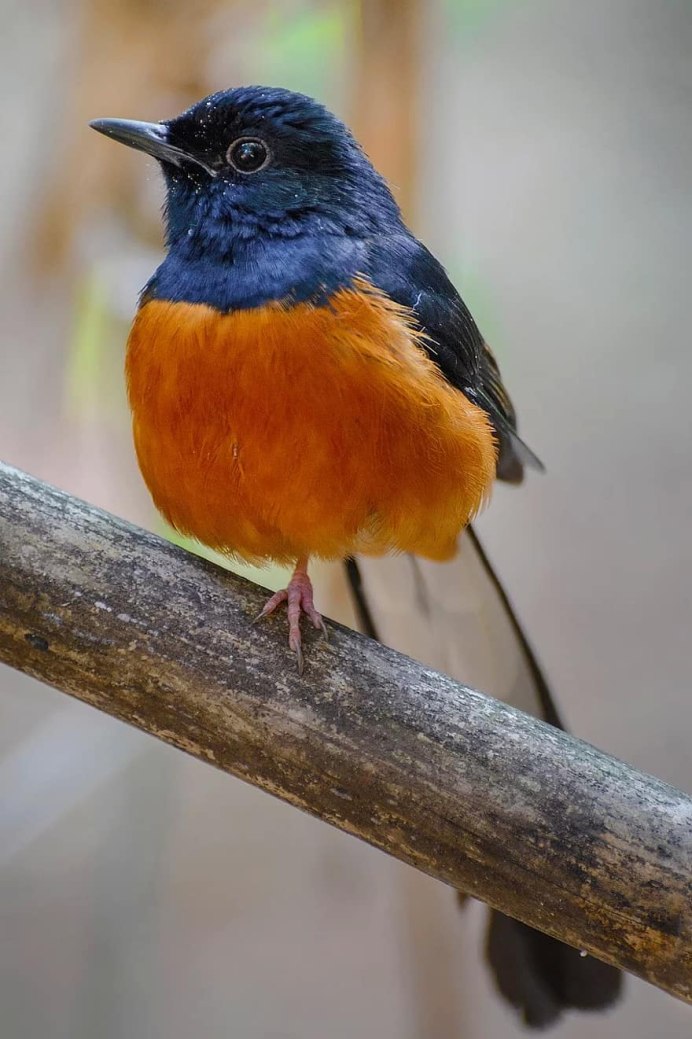 Красногрудый Дрозд