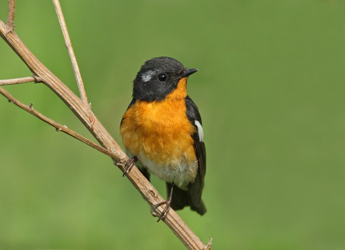 Таежная мухоловка