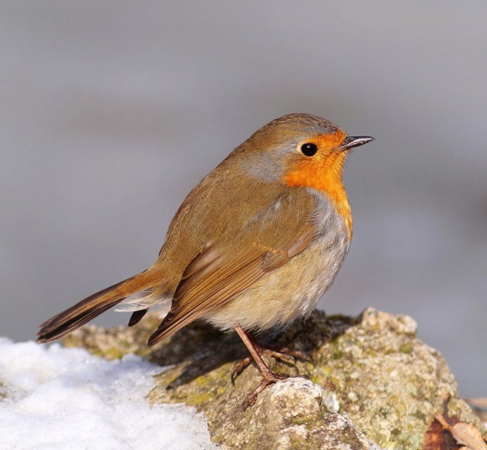 Зарянка Малиновка Снегирь