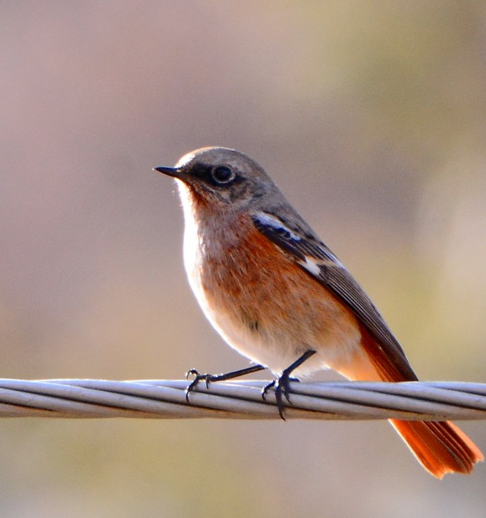 Зарянка Малиновка горихвостка