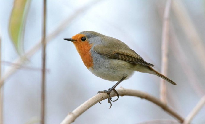 Певчие птицы Зяблик