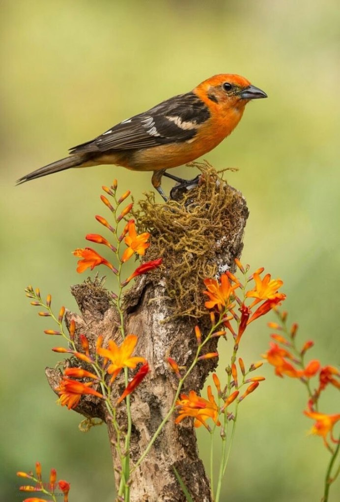 Птица с оранжевым хвостом
