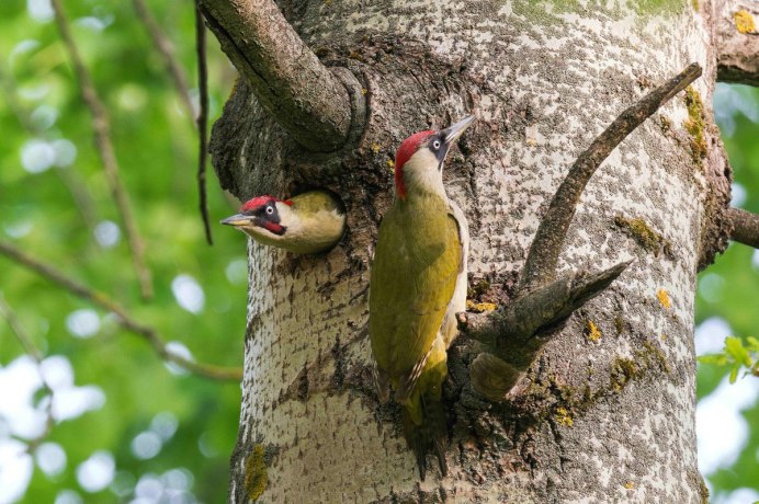 Picus xanthopygaeus