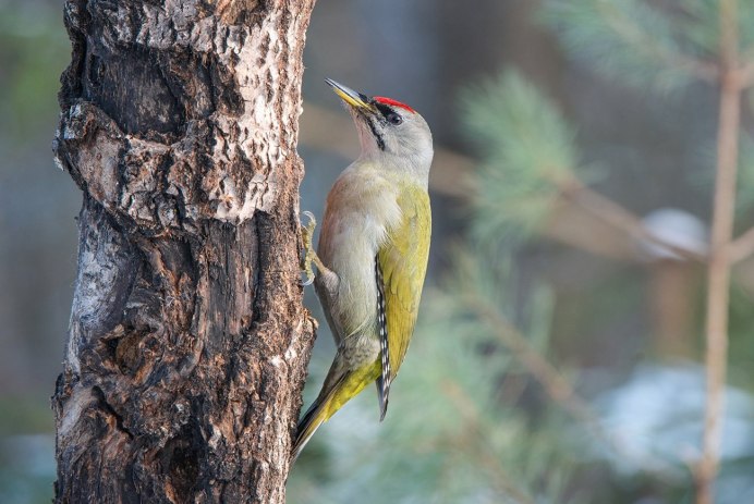Melanerpes carolinus