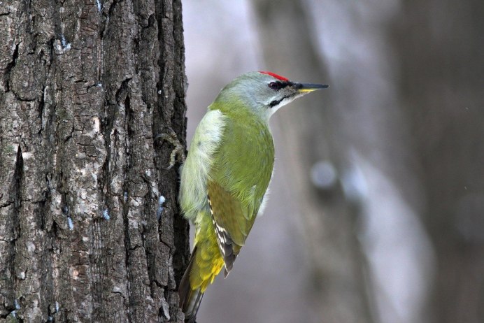 Melanerpes superciliaris