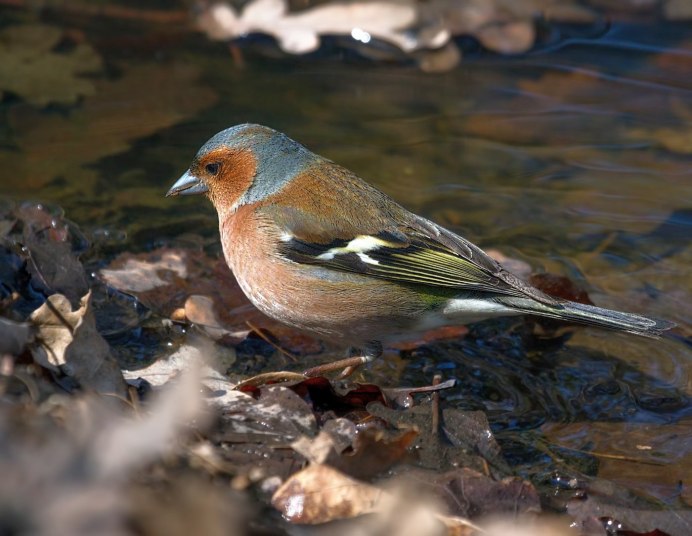 Зяблик (fringilla COELEBS)