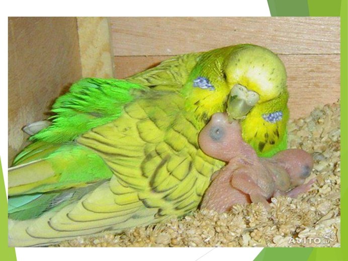 Птенцы волнистых попугайчиков