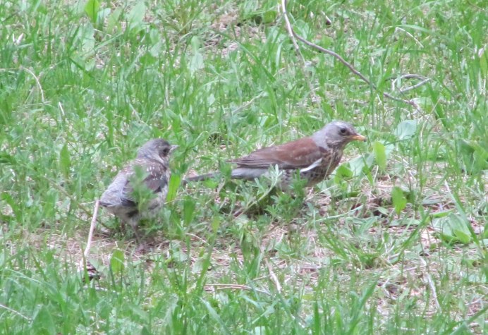 Птица которая прыгает по земле