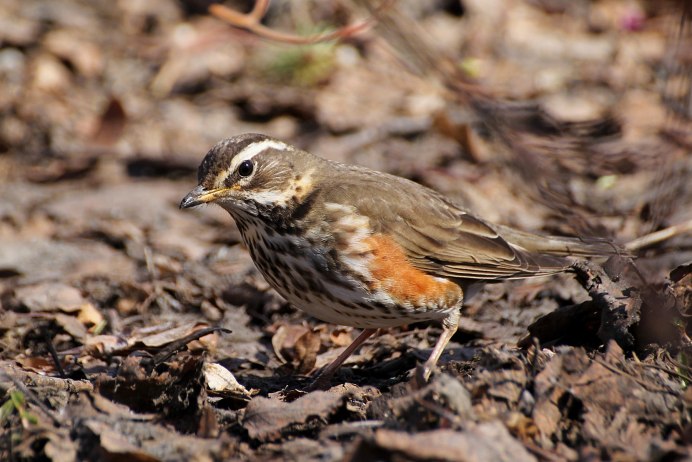 Птица Дрозд белобровик