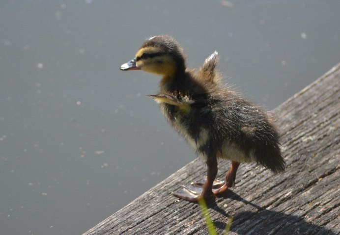 Что едят сороки