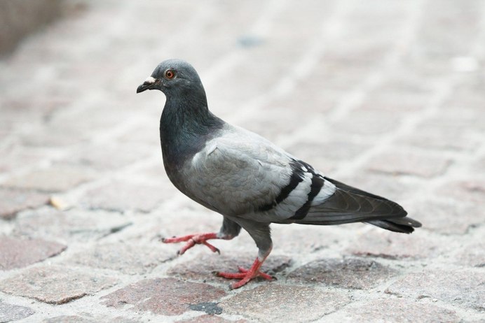 Голубь городской обыкновенный