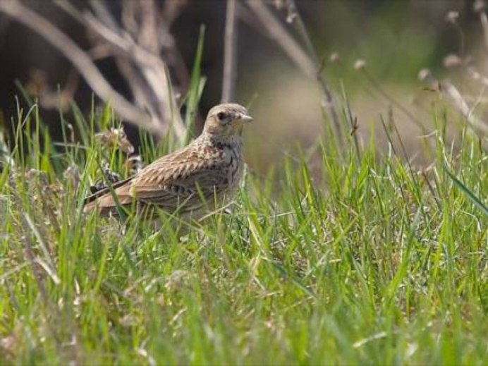 Жаворонок ;Коростель, перепел