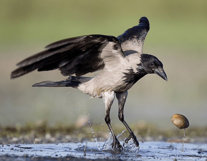 Пухлый Воробей