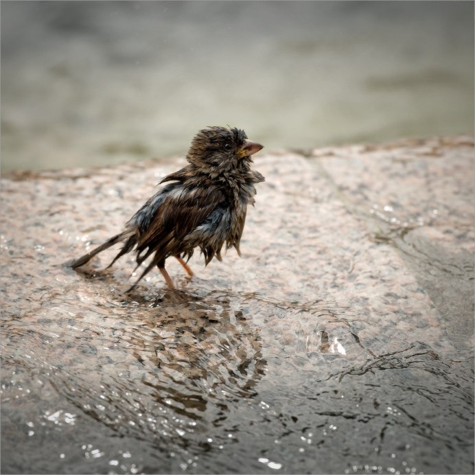 Coloeus monedula птицы