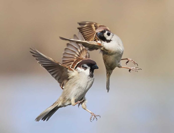 Воробей летит