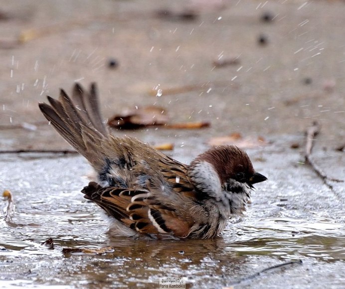 Серый певчий Дрозд
