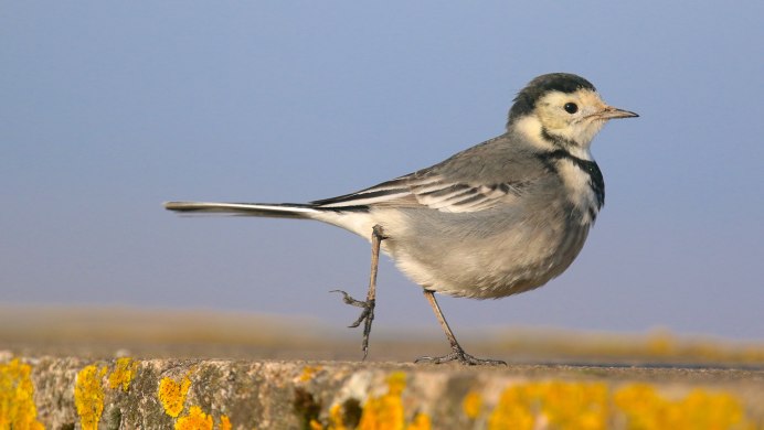 Голуби сороки