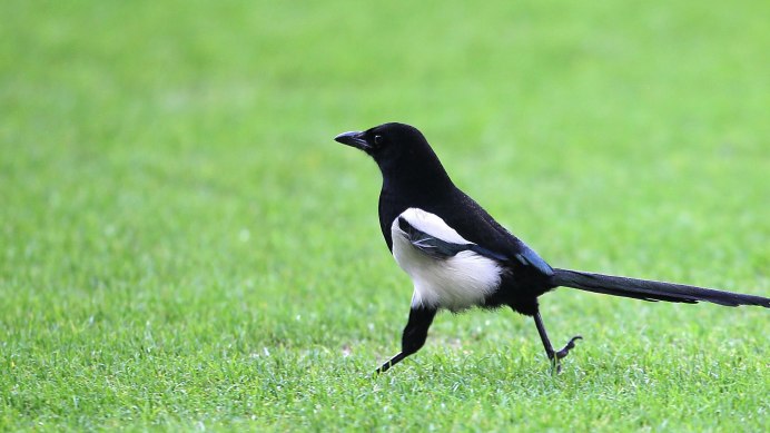 Воробей в полете