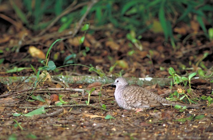 Common ground dove