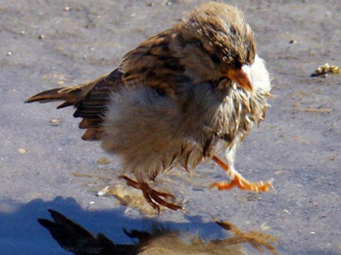 Взъерошенный Воробей