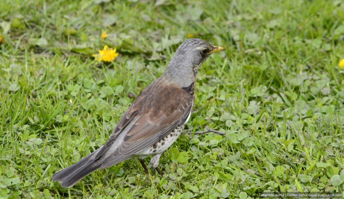 Серо-коричневая птица