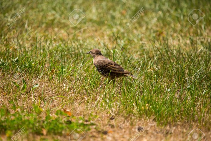 Птица клюет