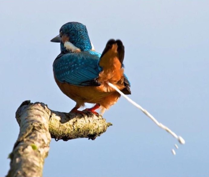 Птенец летает