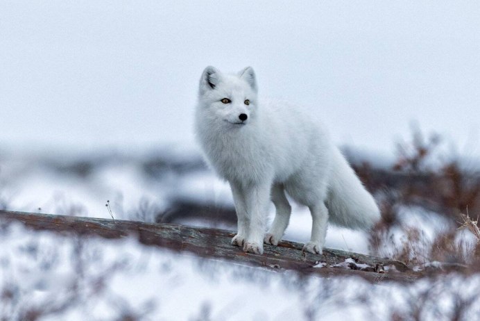 Песец Северной Америки