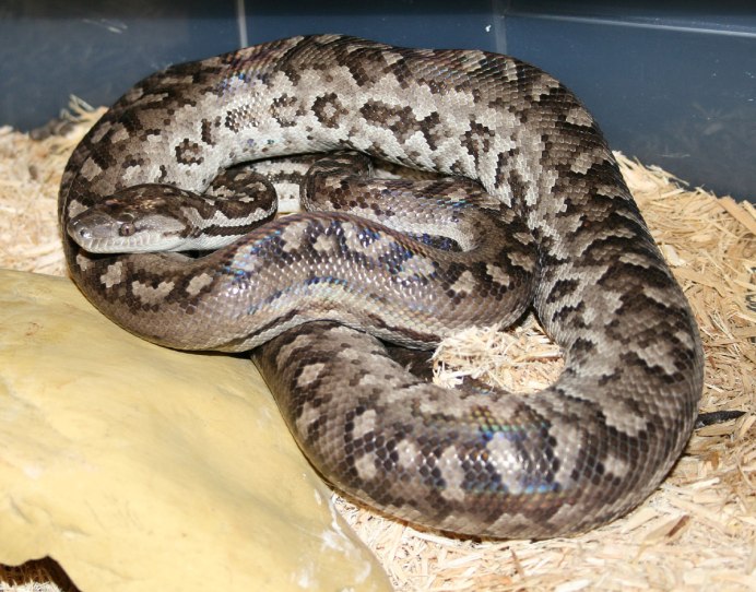 Tropidophis greenwayi