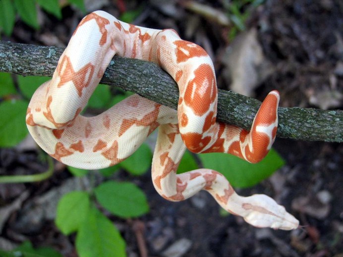 Chilabothrus angulifer