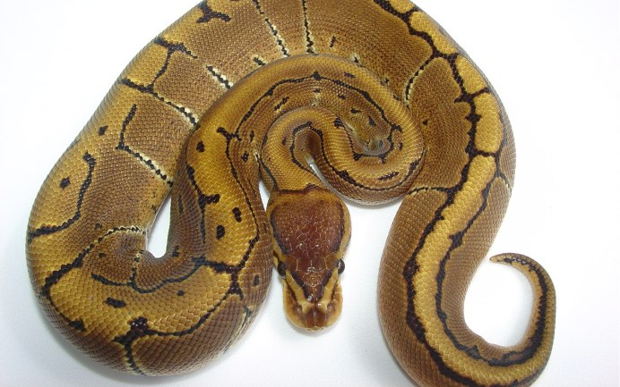 Питон Morelia viridis