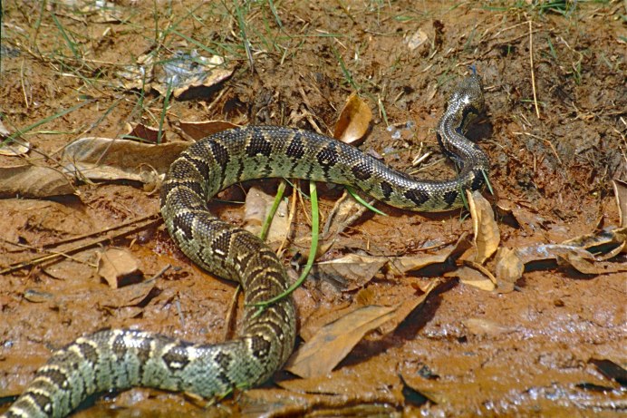 Acrantophis dumerili