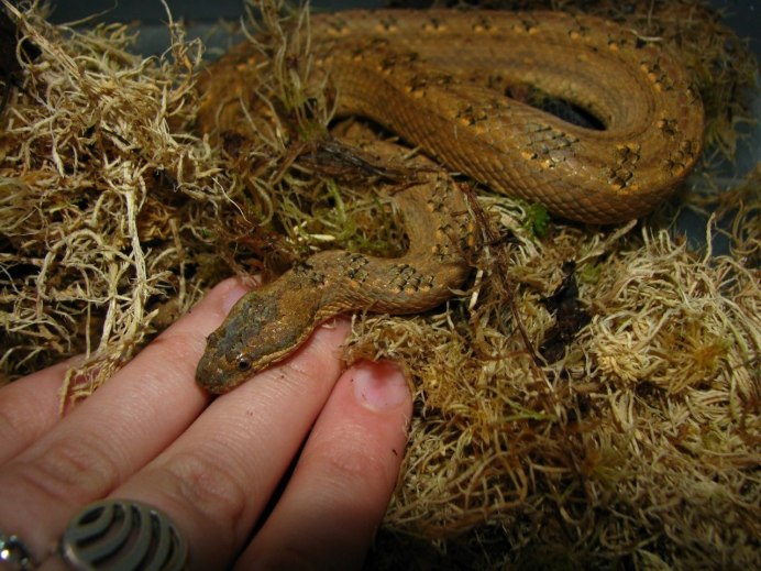 Tropidophis melanurus