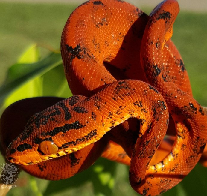 Puerto Rican boa