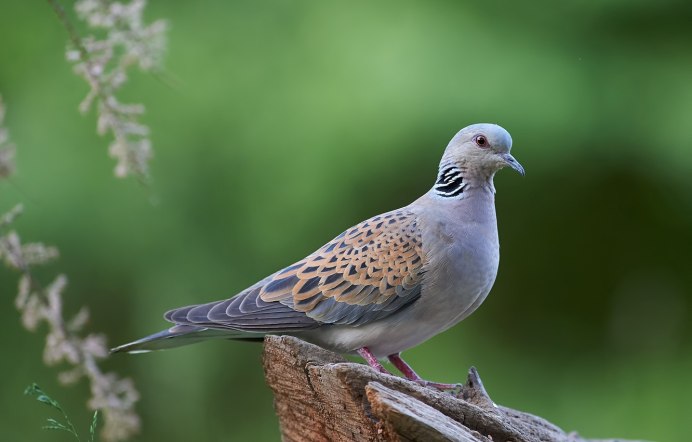 Серебристоспинный голубь Columba jouyi