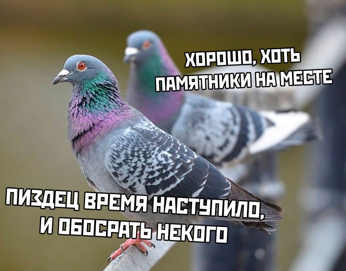 Клинтух вяхирь Горлица