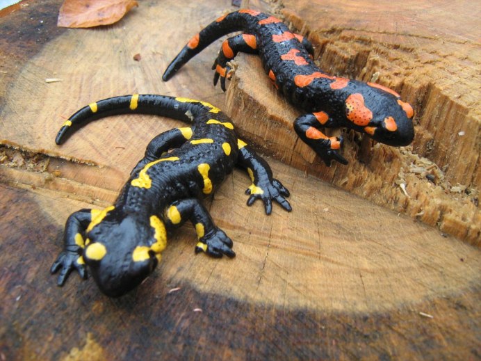 Огненная саламандра Salamandra Salamandra
