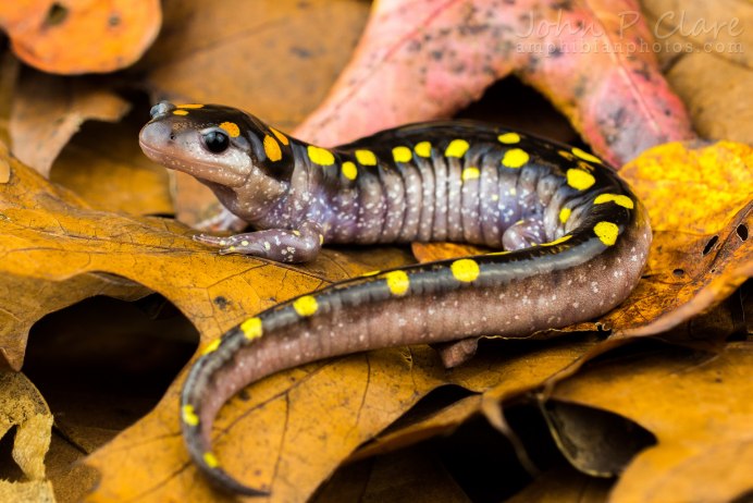 Огненная саламандра Salamandra Salamandra