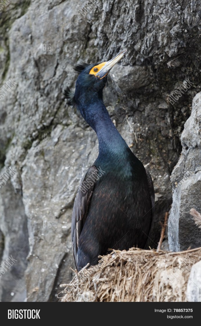 Хохлатый Баклан Phalacrocorax Aristotelis