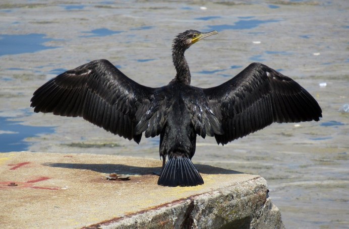 Пара Cormorant Infant