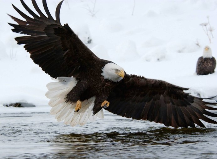 Орлан Сокол ястреб