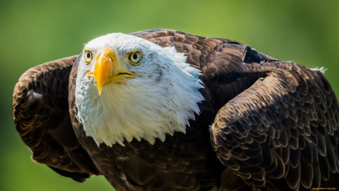 Белогрудый Орлан