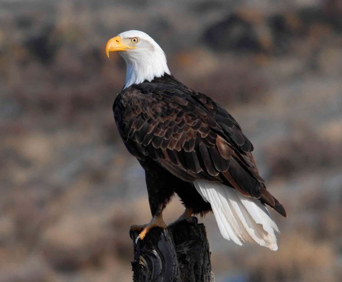 Белохвостый Орлан американский