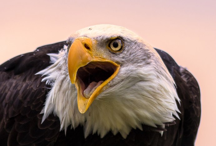 Белогрудый Орлан