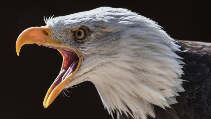 Белоголовый Беркут