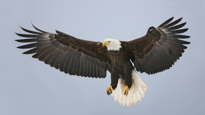 "Белоголовый Орлан"