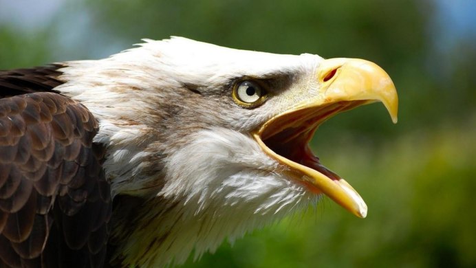 Орлан-белохвост белоголовый