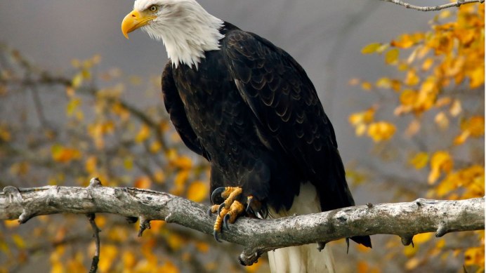 Белоголовый Орел Беркут